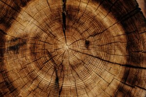 Holz